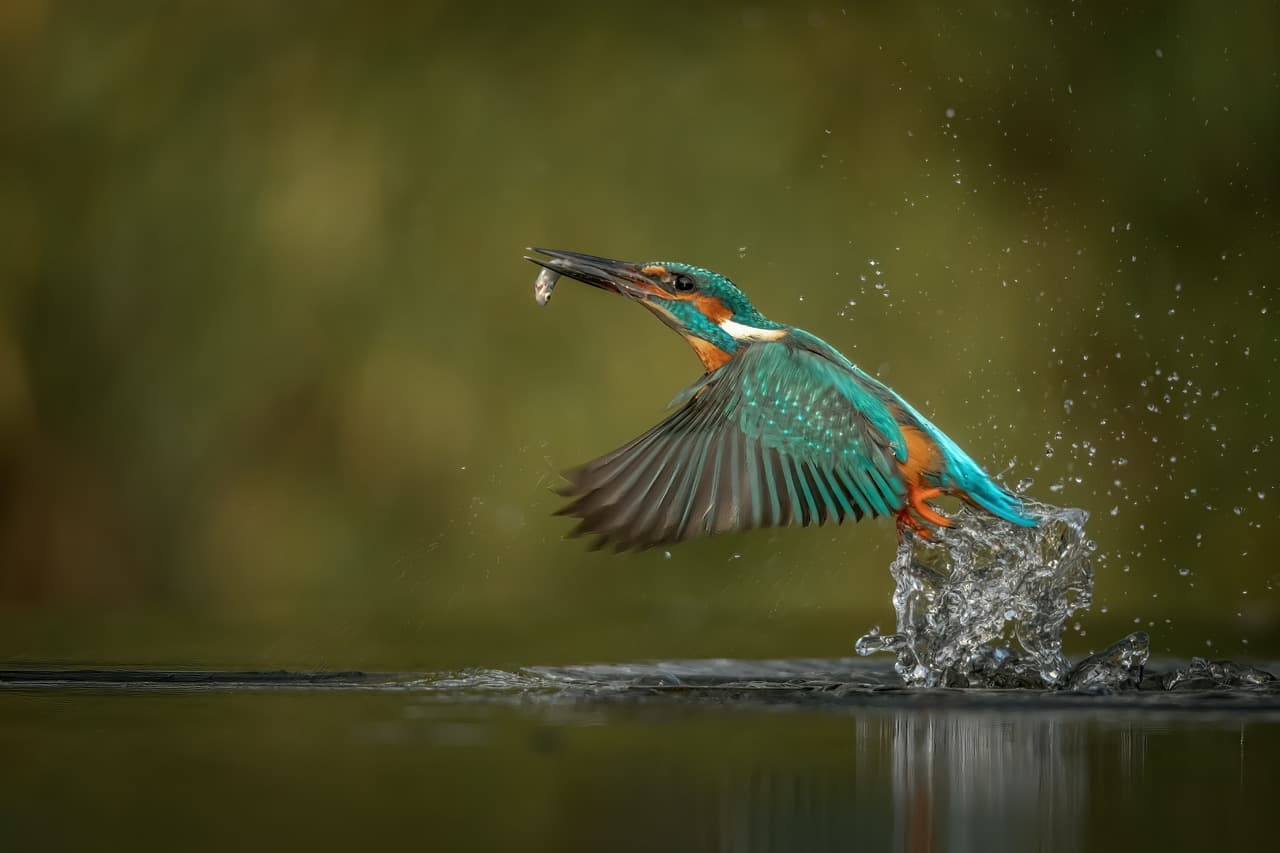 Vul hier een beschrijvende alt-tekst in voor Vogeltrek in Nederland. Wanneer, soorten & beste locaties