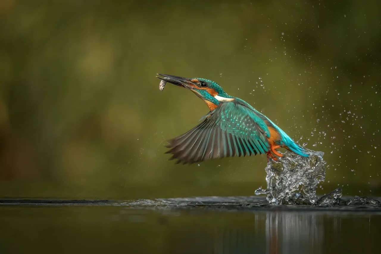 Kleurrijke vogel bij het water