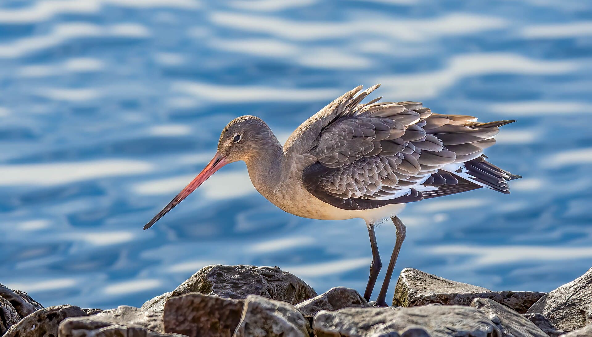 Grutto (Limosa limosa) - Black-tailed Godwit (Limosa limosa)