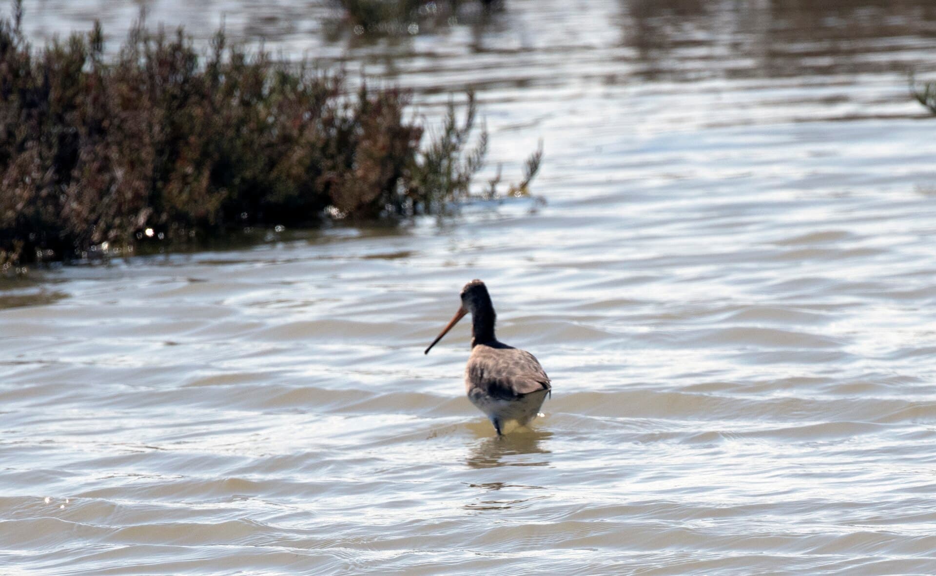 Grutto (Limosa limosa) in vroeg voorjaar, ruiend naar zomerkleed