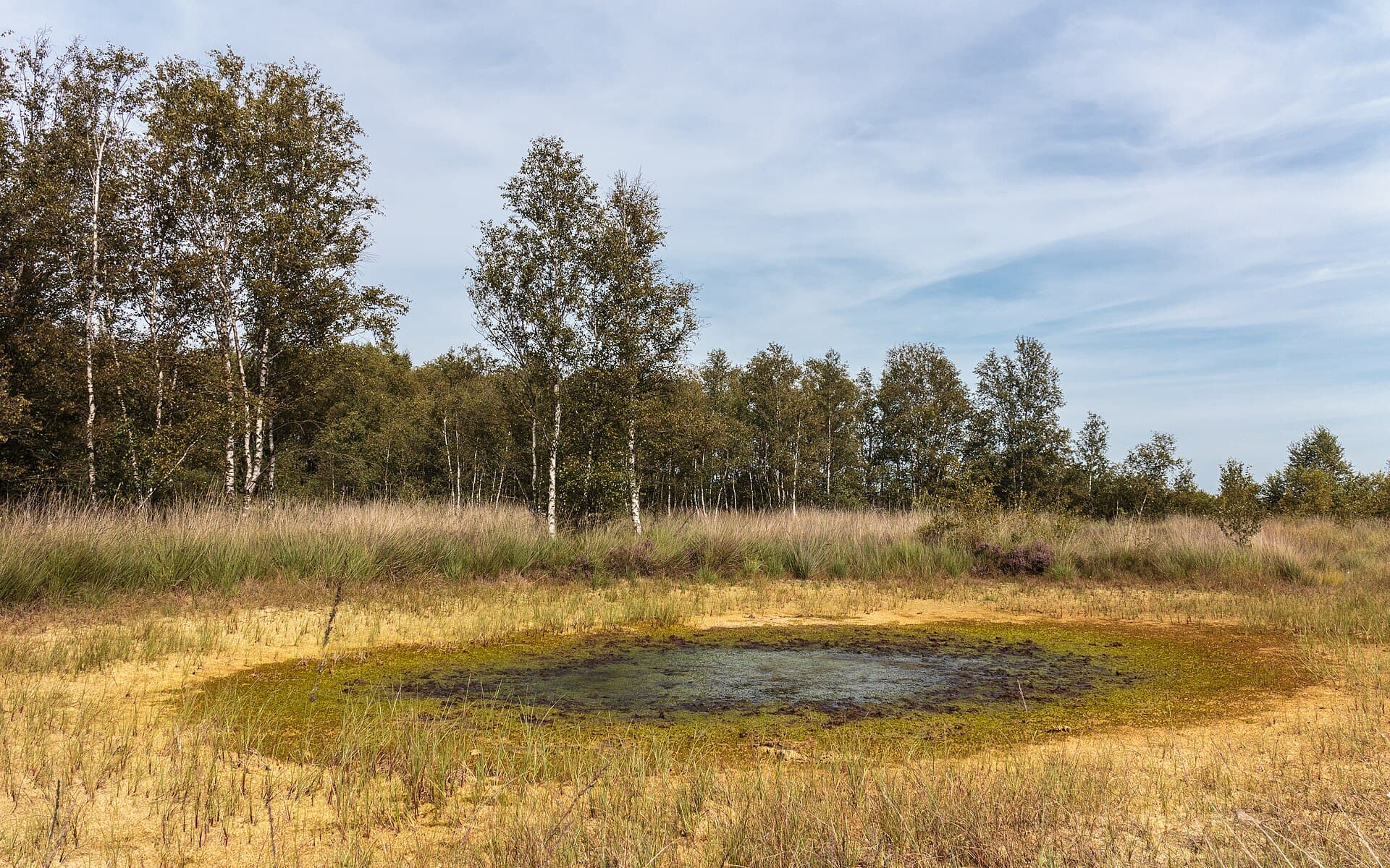 Bargerveen - Bargerveen 23-08-2019. (actm.). 27