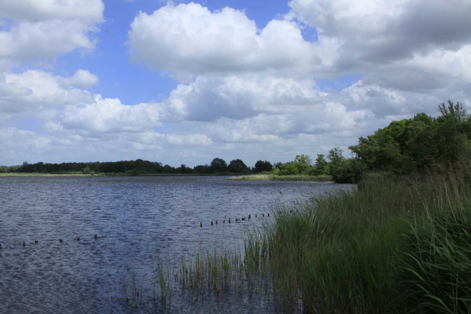 Botshol - Botshol een natuurgebied bij de Vinkeveense Plassen.