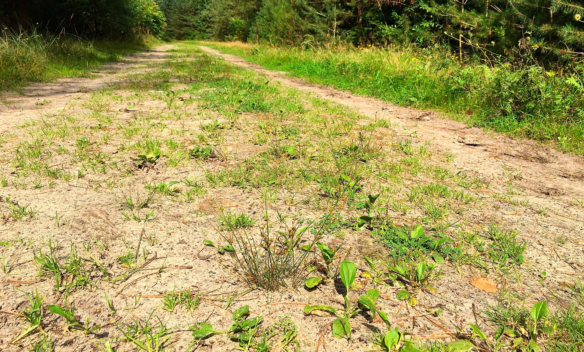 Brabantse Wal - IJle tredvegetatie van het Plantagini-Lolietum juncetosum
