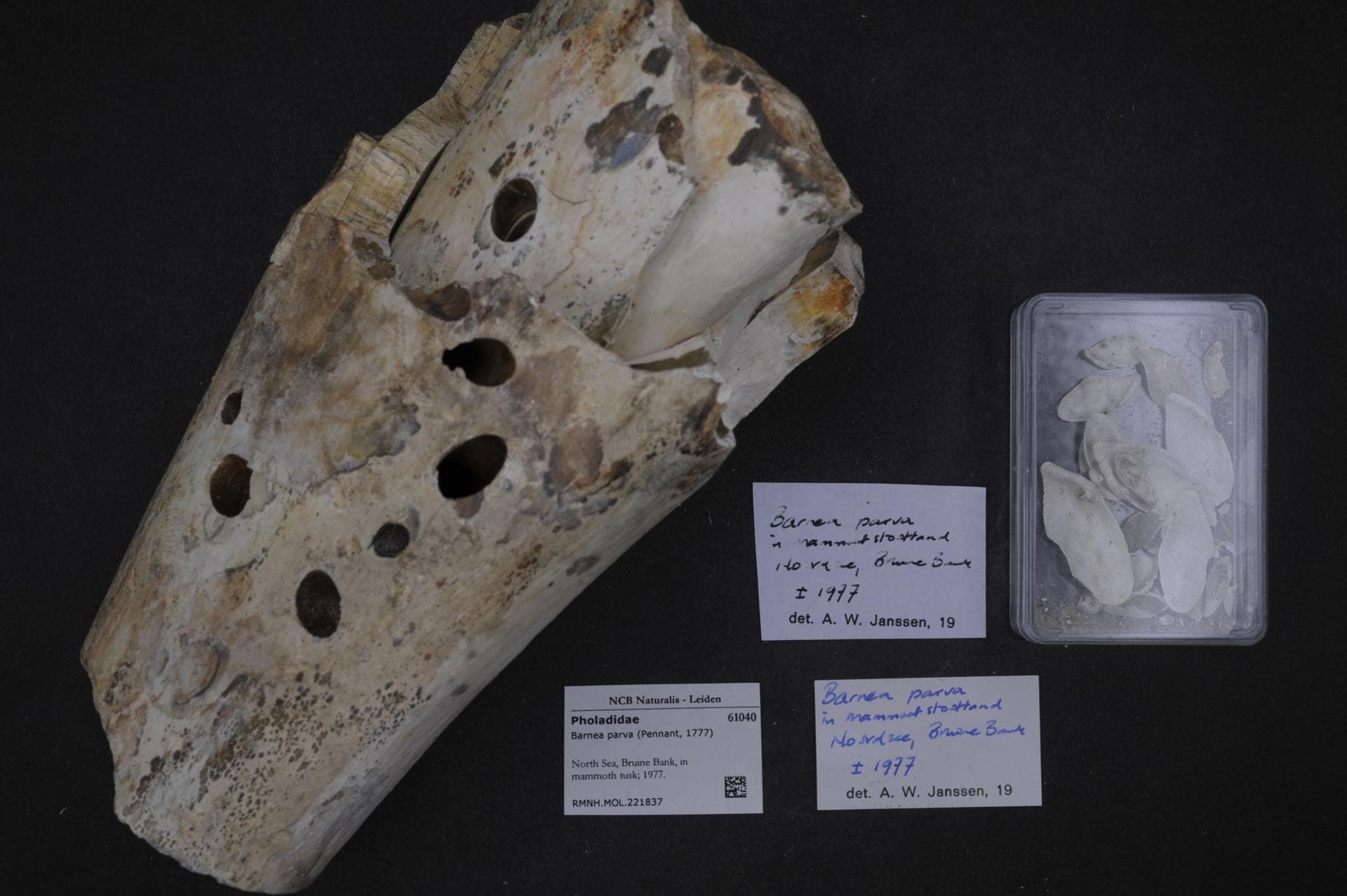 Bruine Bank - Naturalis Biodiversity Center - RMNH.MOL.221837 - Barnea parva (Pennant, 1777) - Pholadidae - Mollusc shell