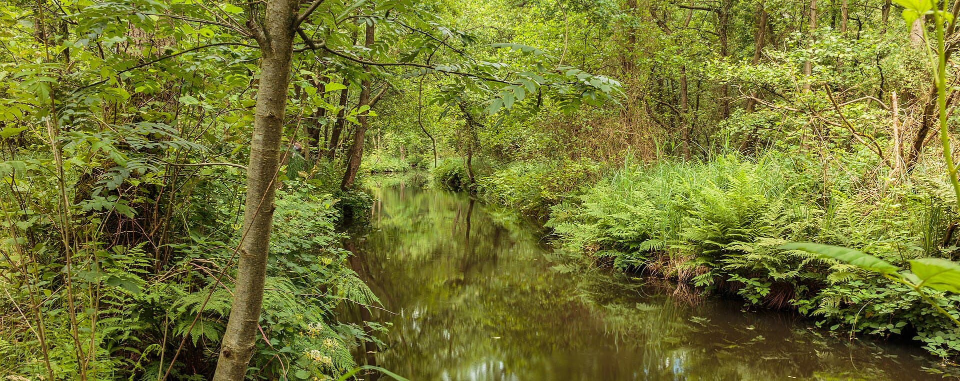 De Wieden - Eendenkooi De Grote Otterskooi, gelegen in provincie Overijssel. Sloot in het natuurgebied 01
