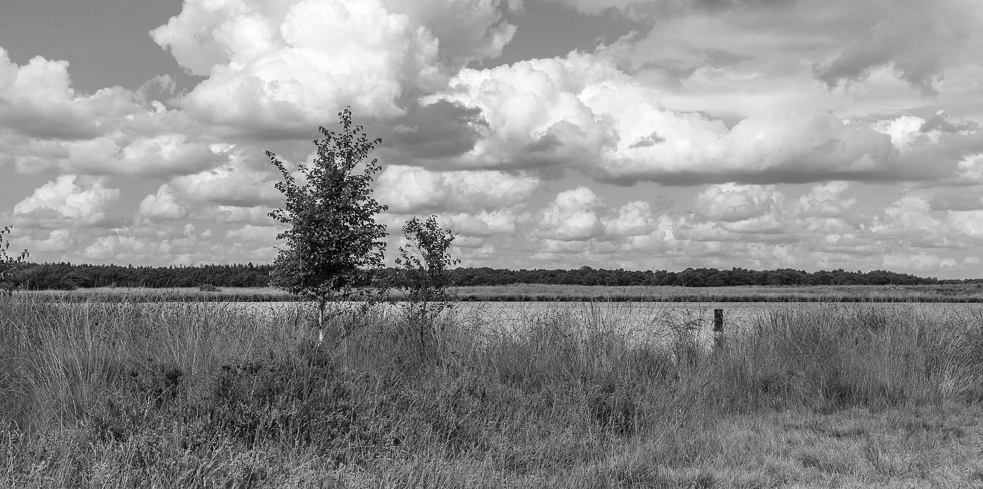Dwingelderveld - Nationaal Park Dwingelderveld 20-08-2019 (actm.) 16