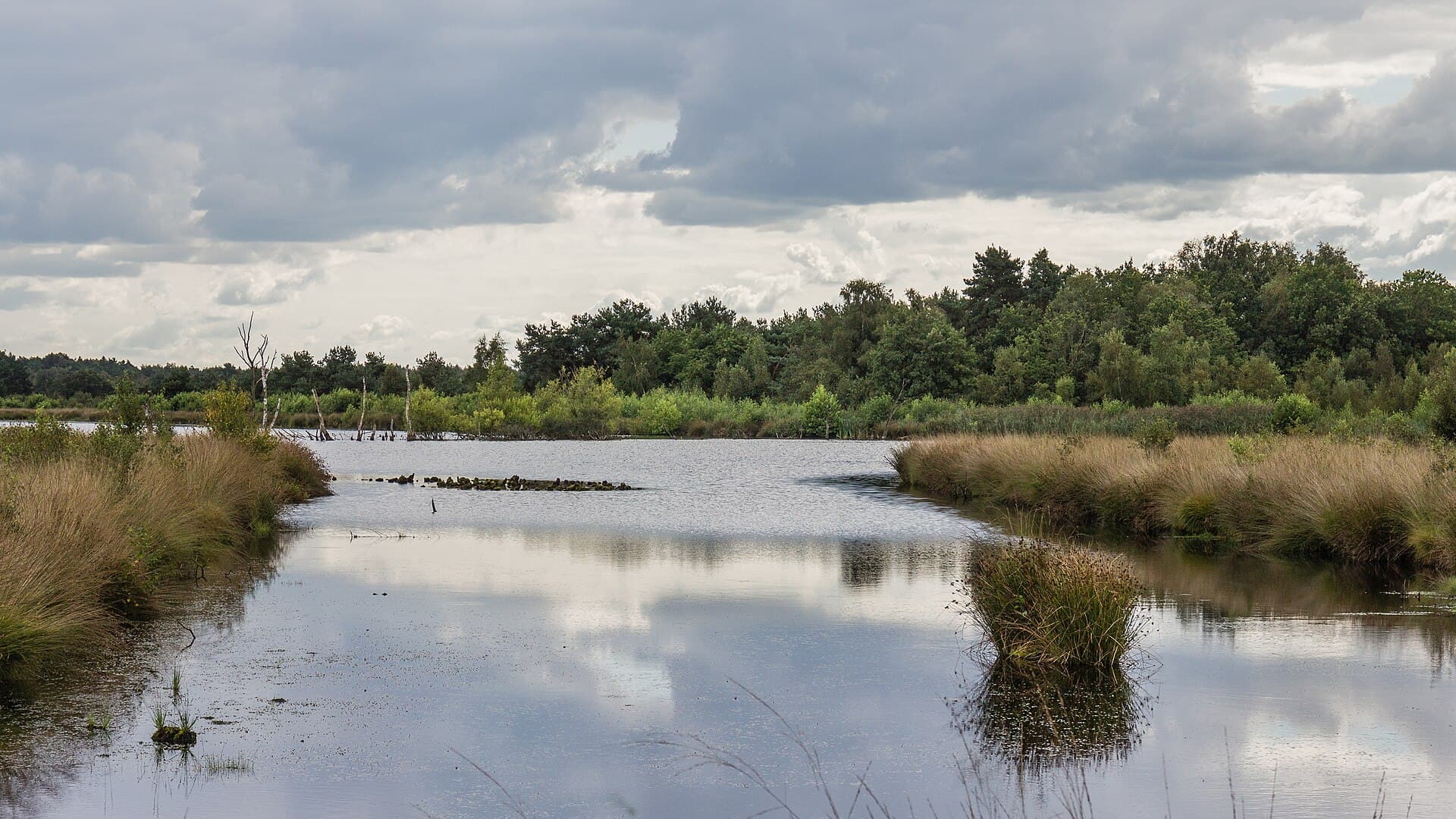 Fochteloerveen - Nationaal Park Drents-Friese Wold. Locatie Fochteloërveen 01-09-2020. (actm.) 19