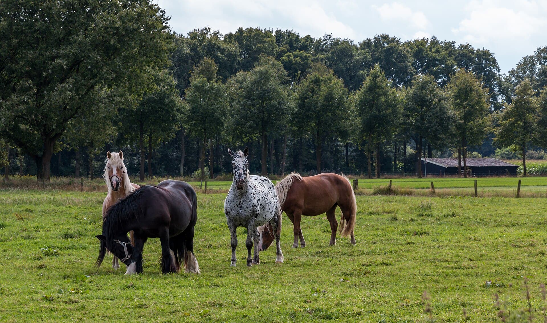 Korenburgerveen - Winterswijk (NL), Korenburgerveen -- 2014 -- 3075