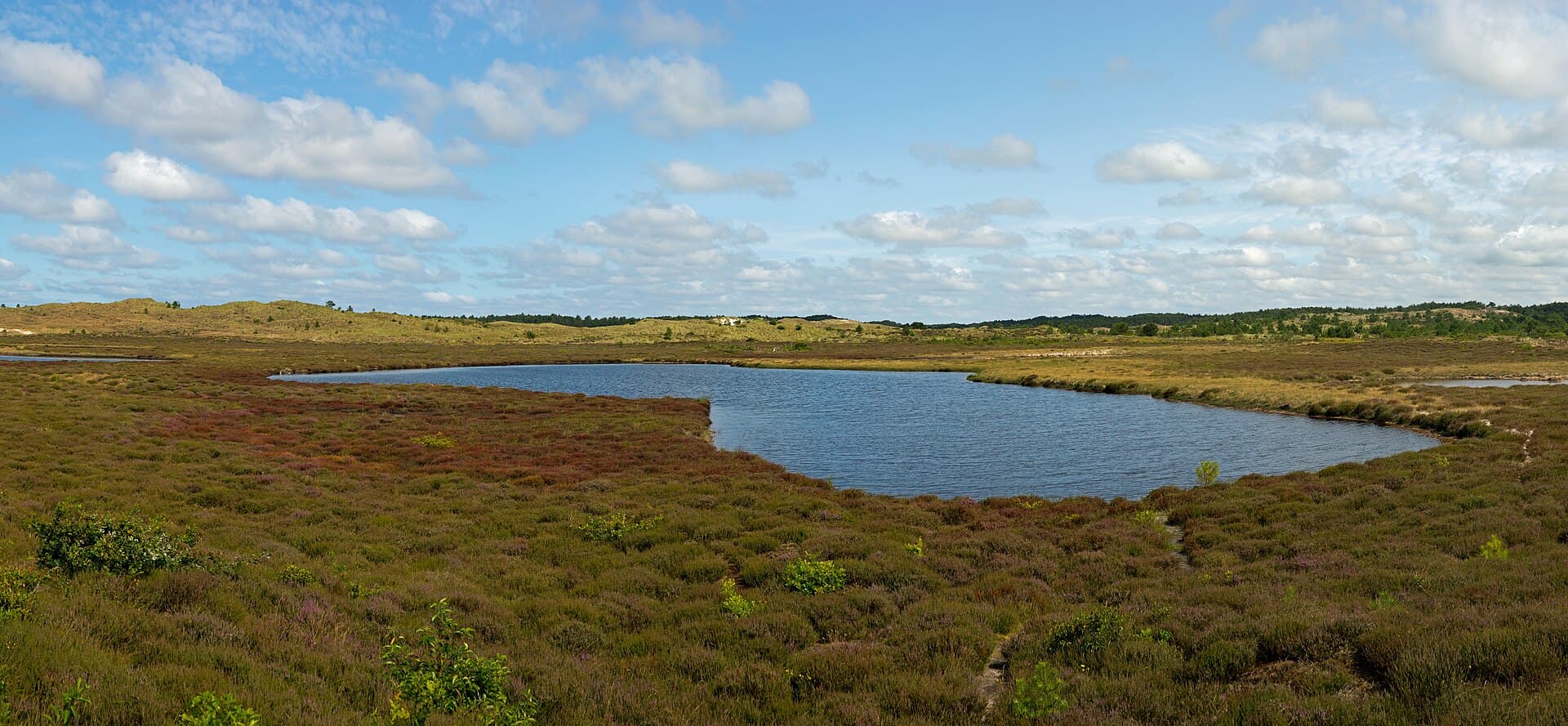 Schoorlse Duinen - Dünensee in den Schoorlser Dünen