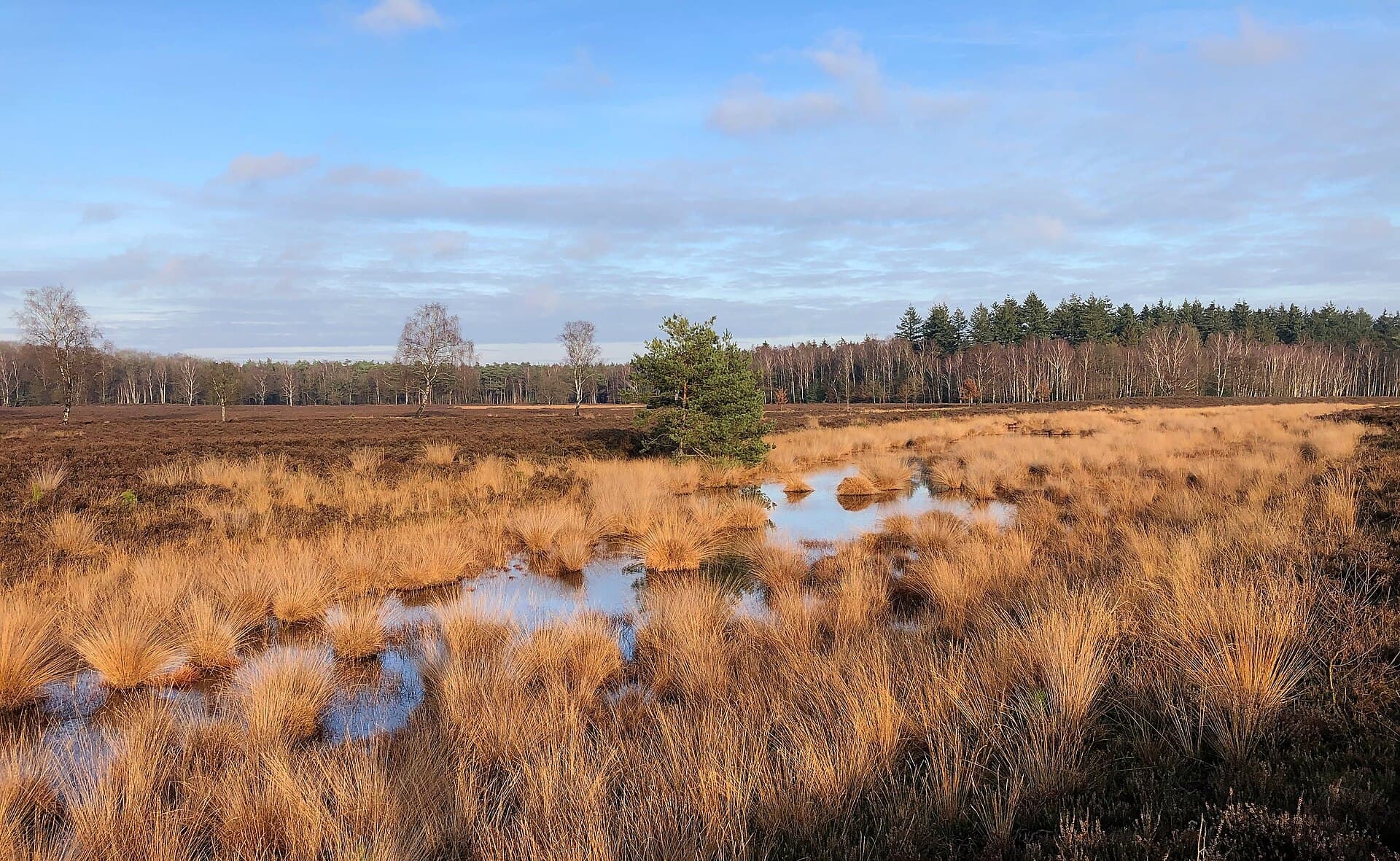 Veluwe - Netherlands, Veluwe (10), Heerde, Renderklippen, Wollegrasven