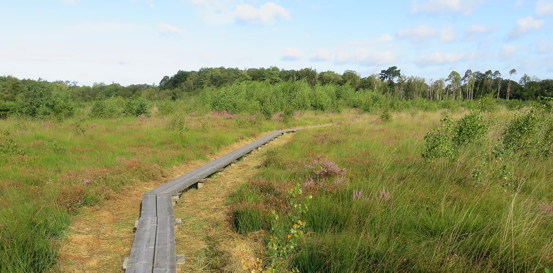Wooldse Veen - 20190810Wooldse veen 12b