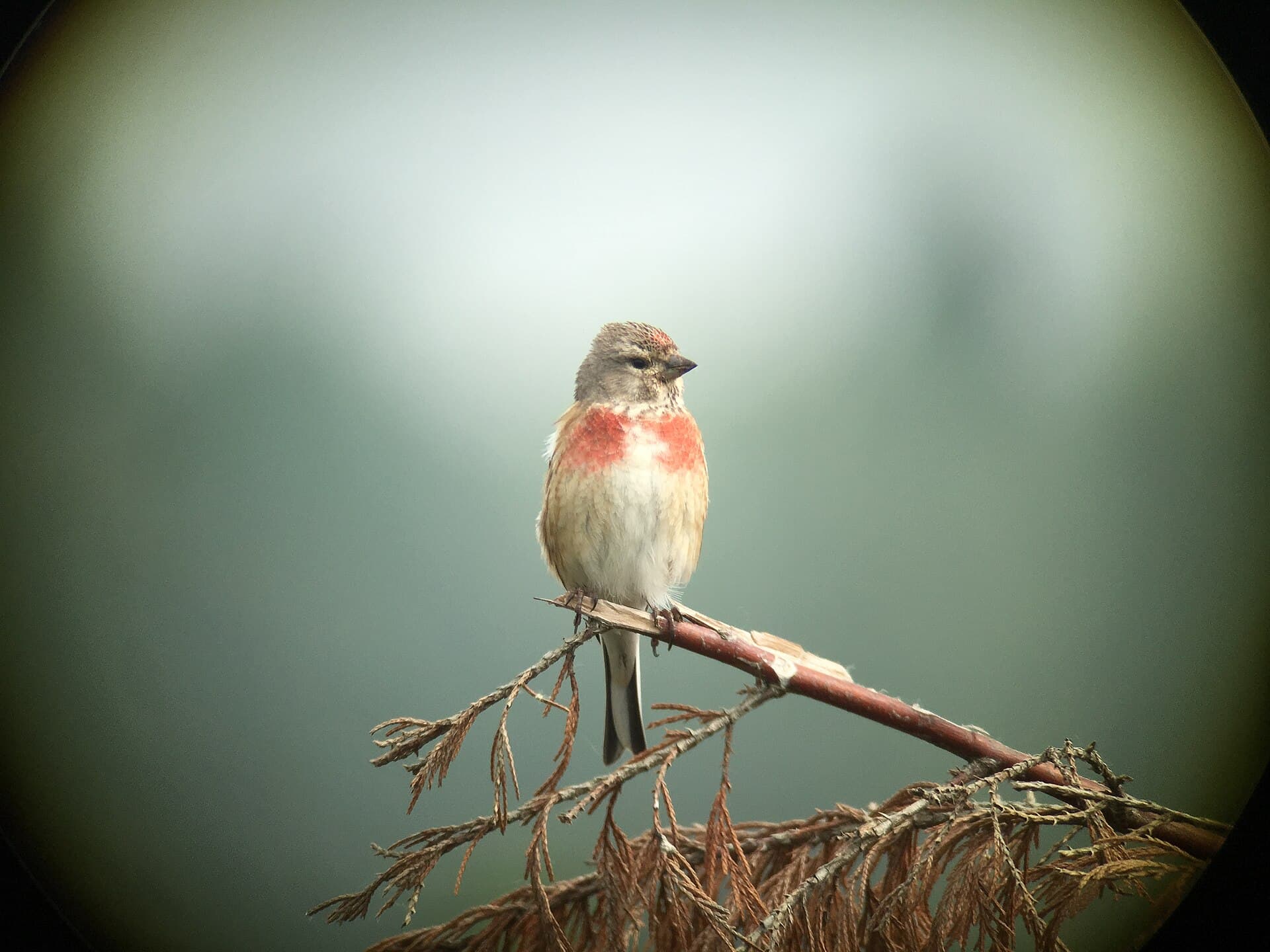 Zouweboezem - Kneu common linnet
