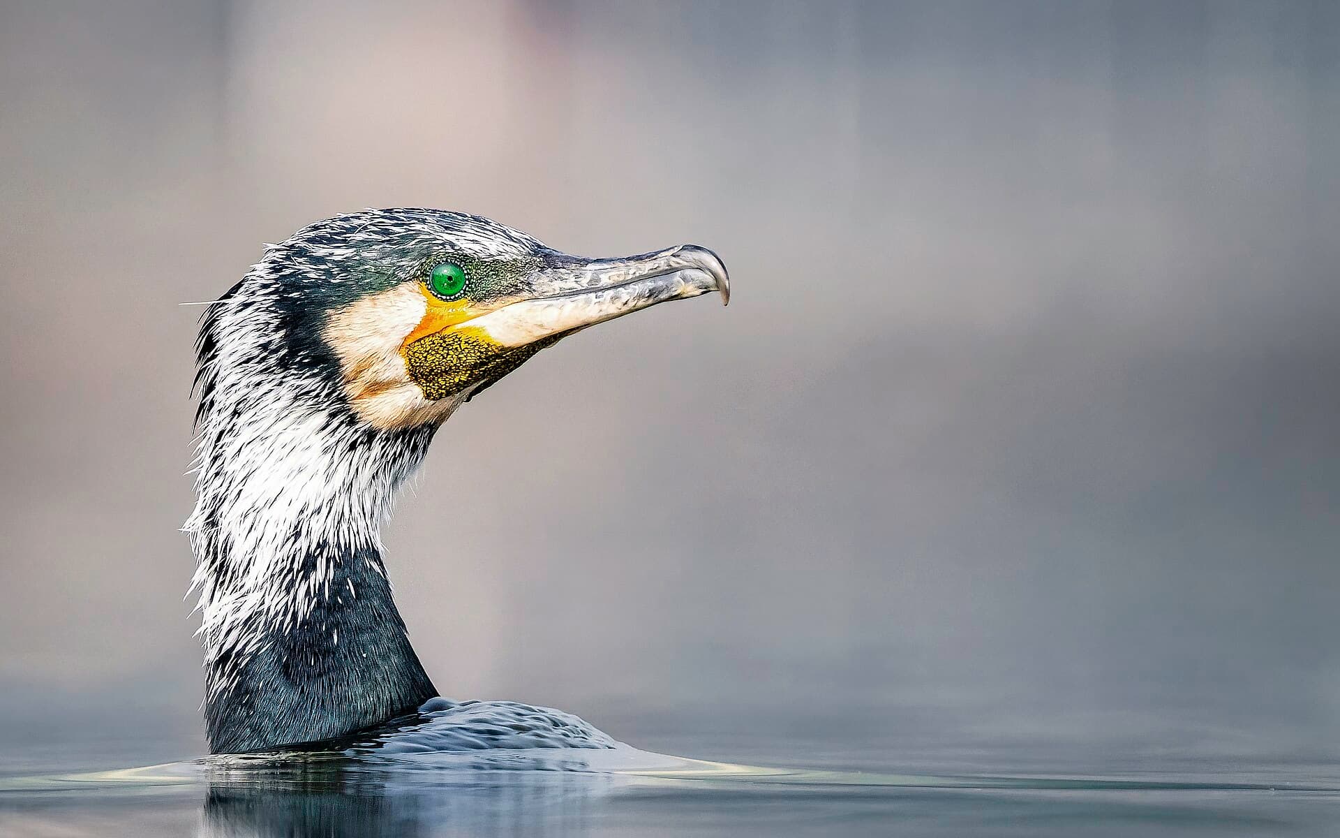 Aalscholver (Phalacrocorax carbo) - The great cormorant in breeding plumage