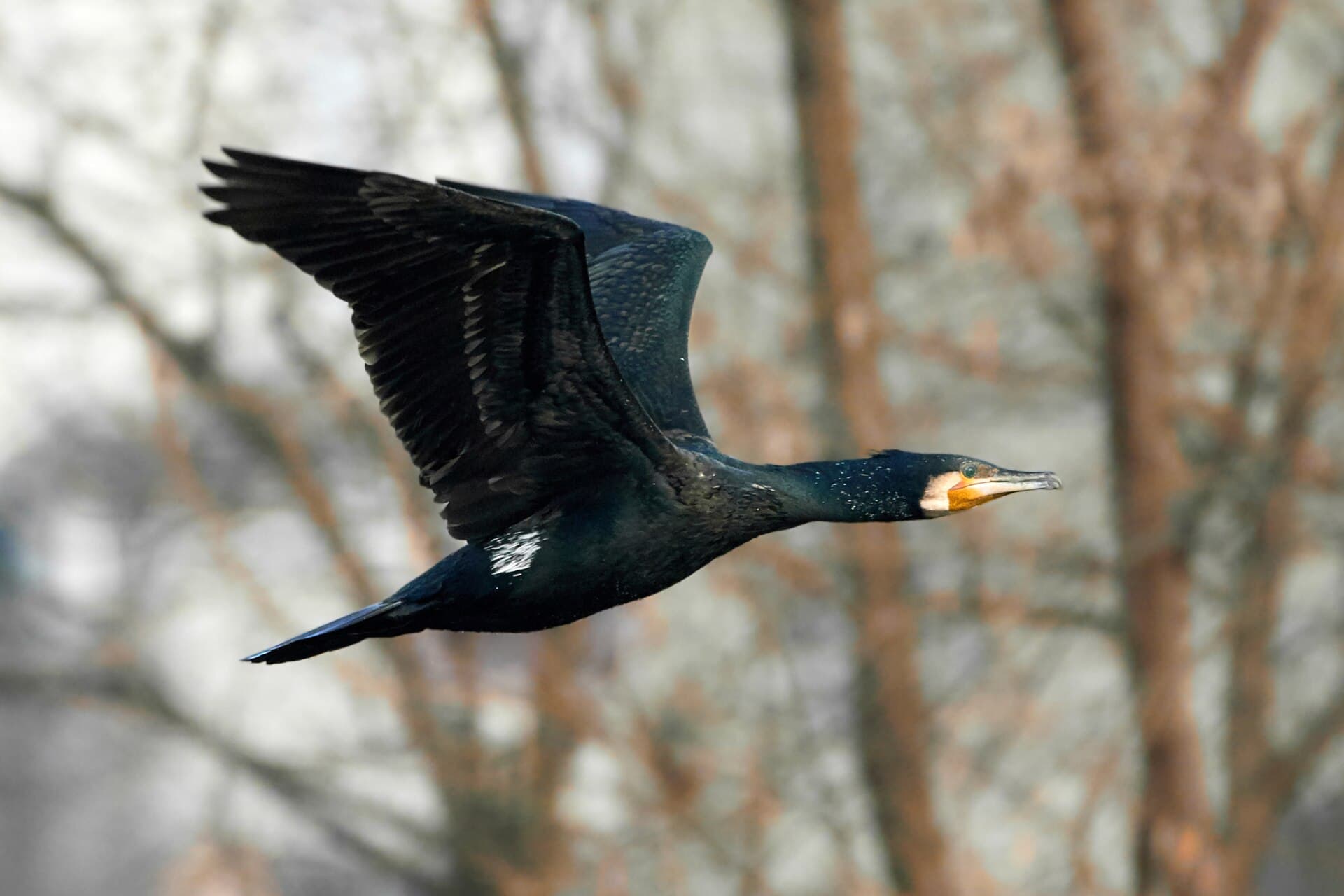 Aalscholver (Phalacrocorax carbo) - Great Cormorant