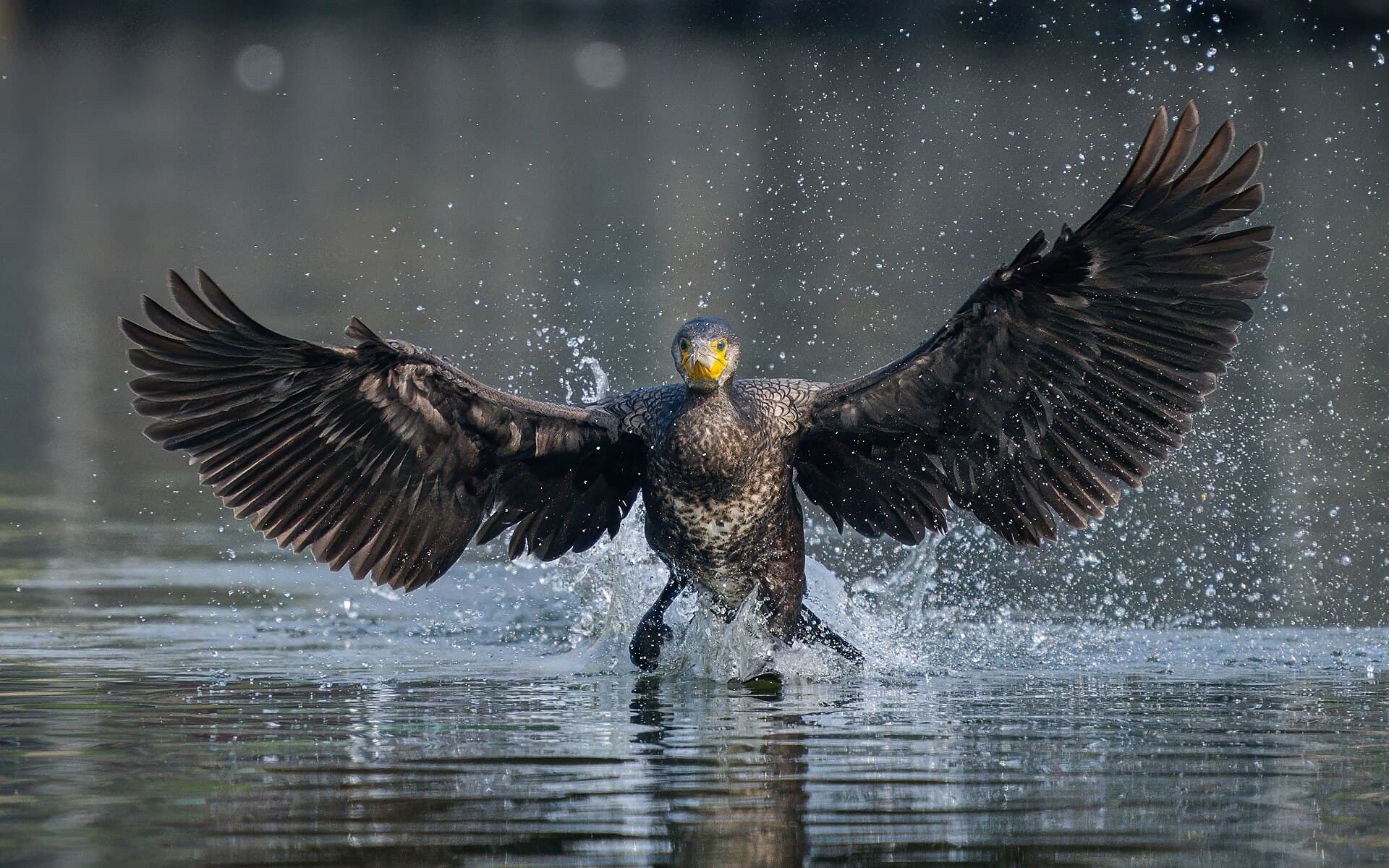 Aalscholver (Phalacrocorax carbo) - Great cormorant landing
