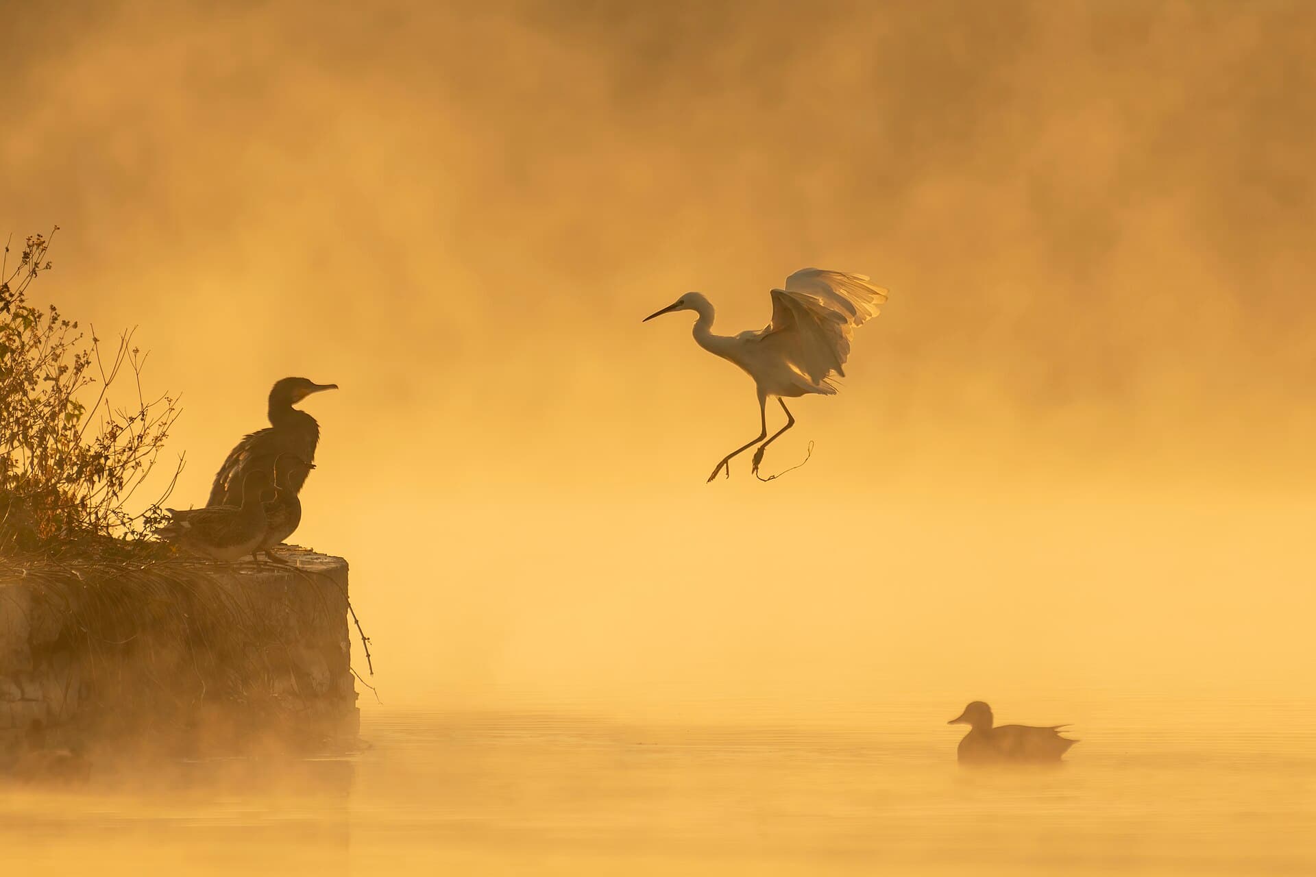 Aalscholver (Phalacrocorax carbo) - Phalacrocorax carbo, Egretta garzetta and Mareca strepera in Taudha Lake