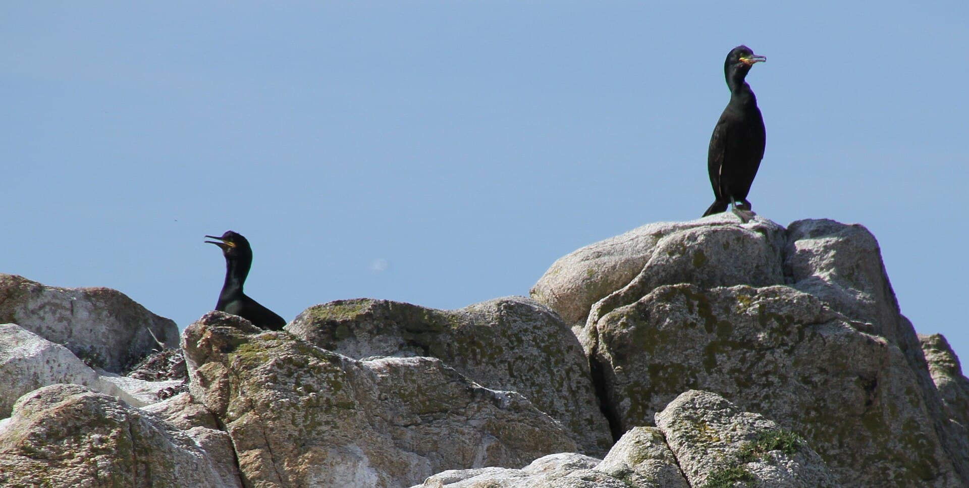 Aalscholver (Phalacrocorax carbo) - Les Glénans - 34