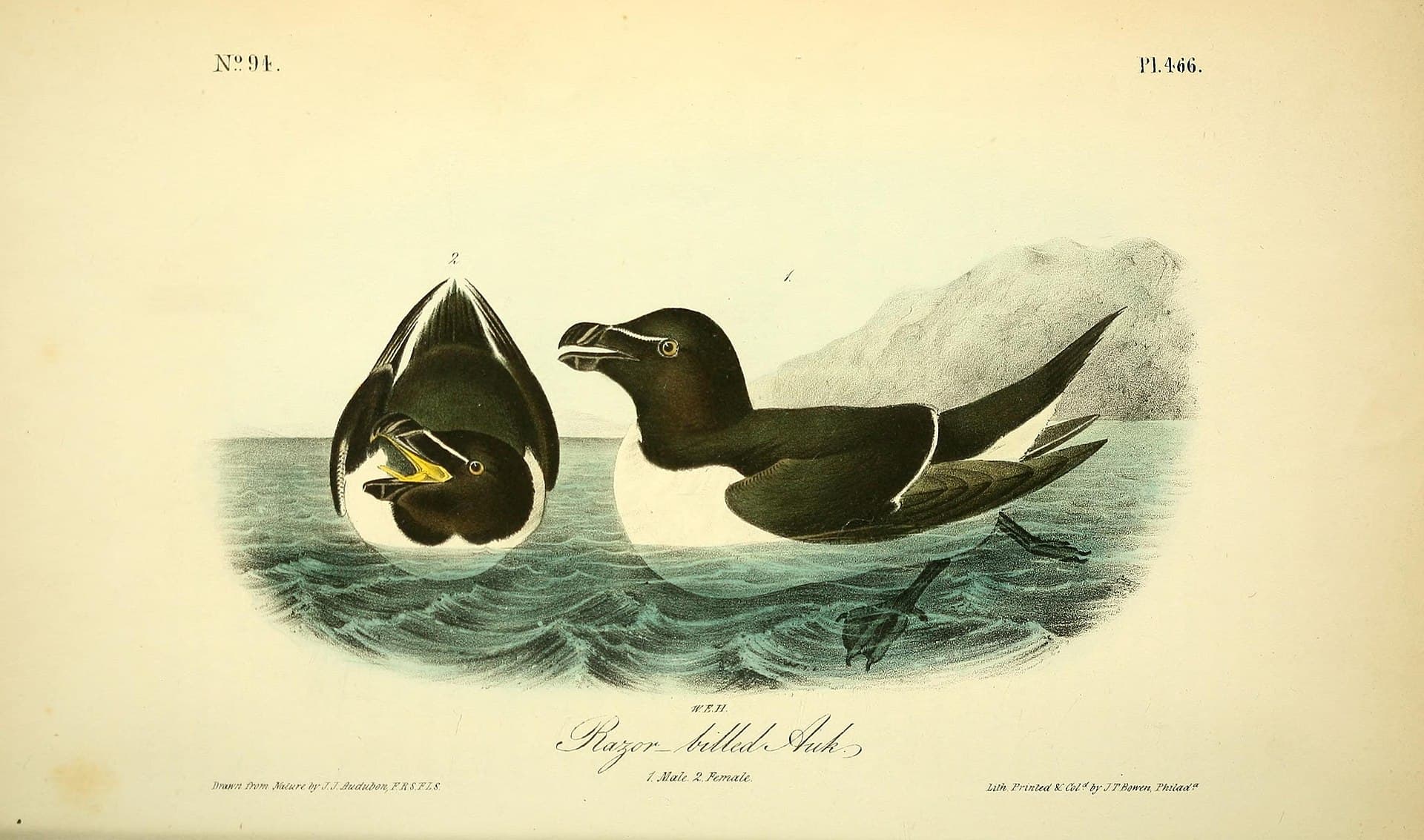 Alk (Alca torda) - The birds of America (Pl. 466) (8595324488)