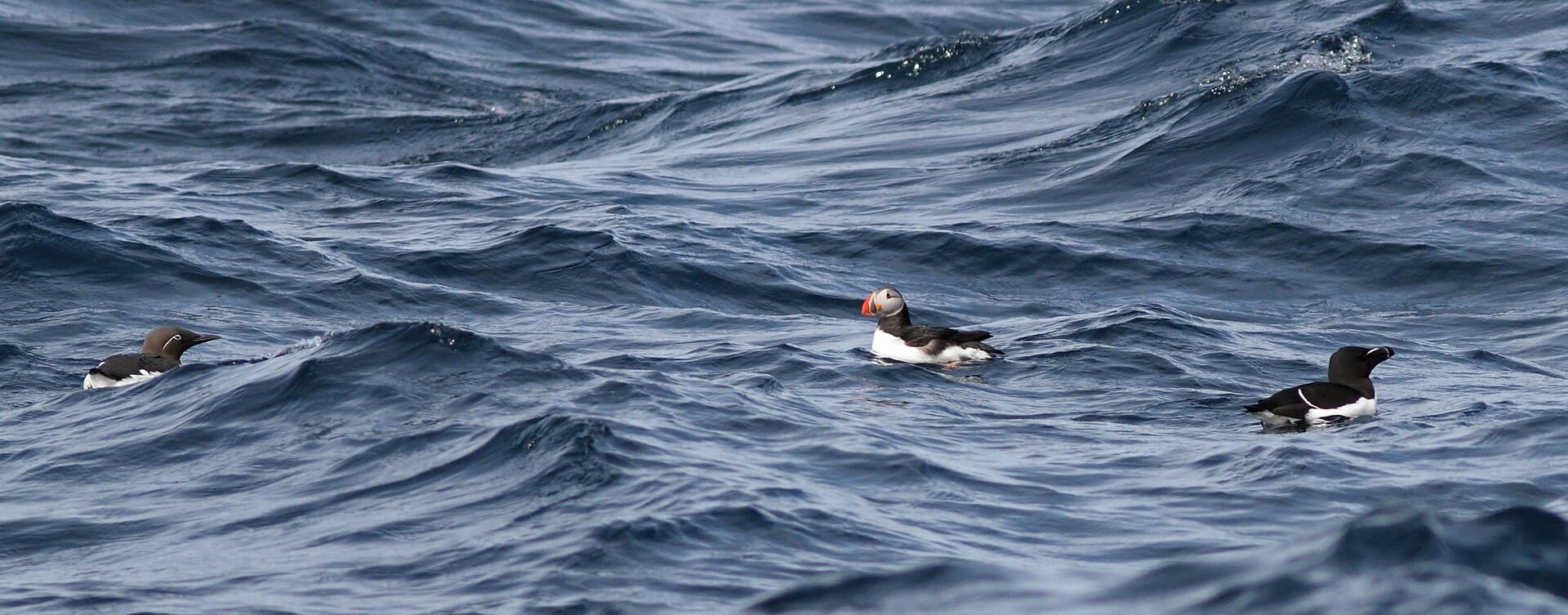 Alk (Alca torda) - Zeekoet + papegaaiduiker + alk - razorbill + Atlantic puffin + common murre - Uria aalge + Fratercula arctica + Alca torda