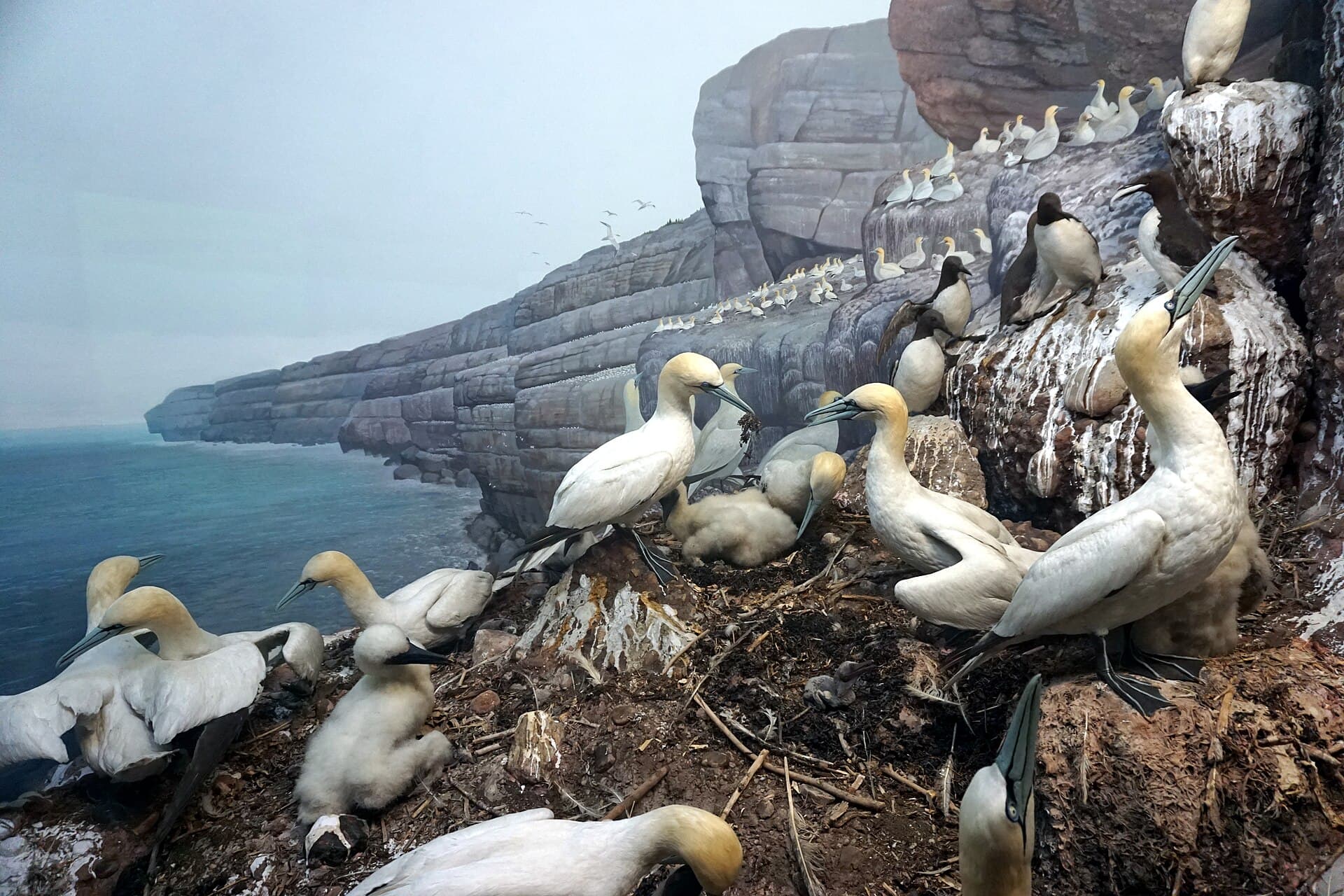 Alk (Alca torda) - Milwaukee Public Museum November 2022 099 (The Crowded Coast- Bonaventure Island)