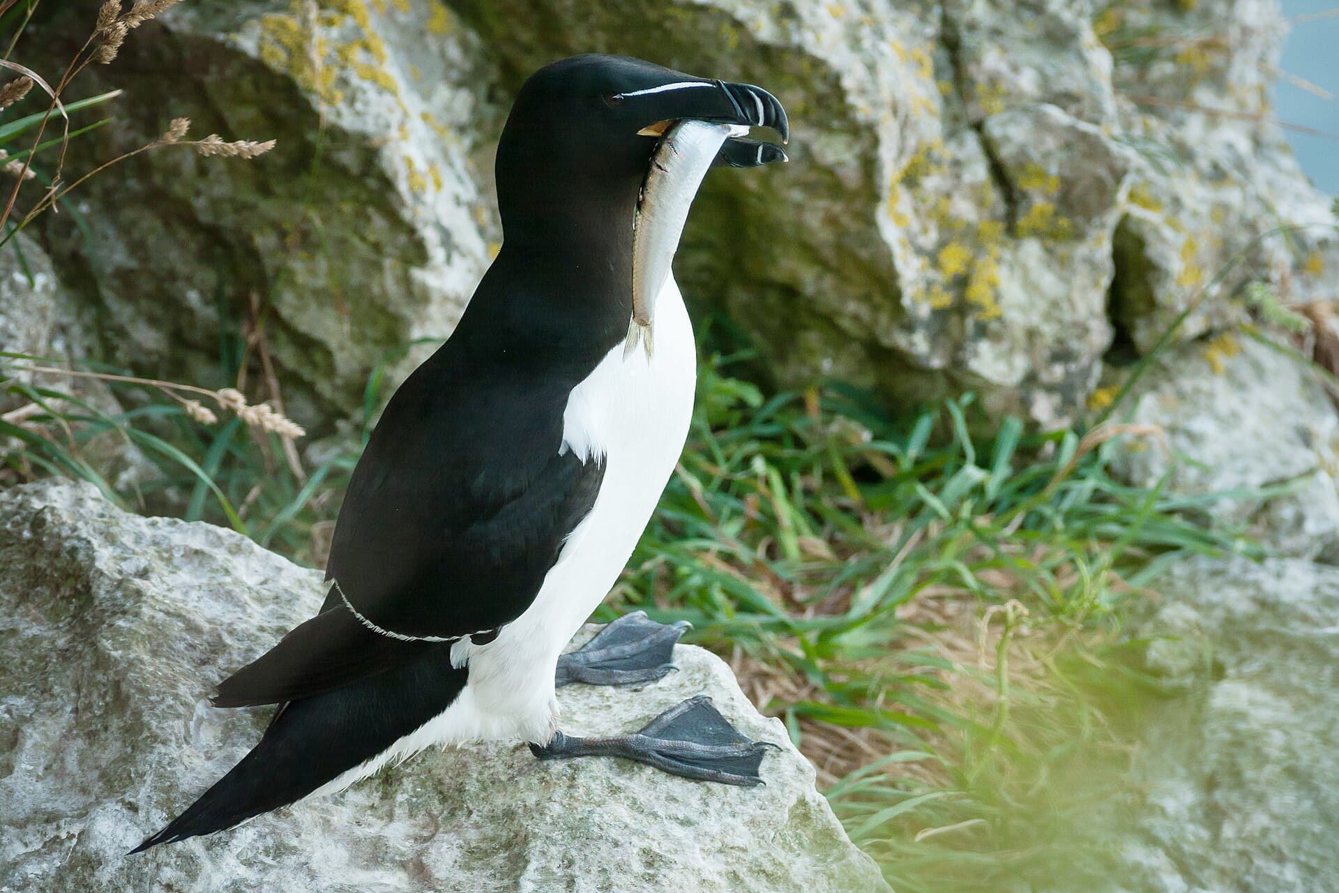 Alk (Alca torda) - Razorbill with a nice catch