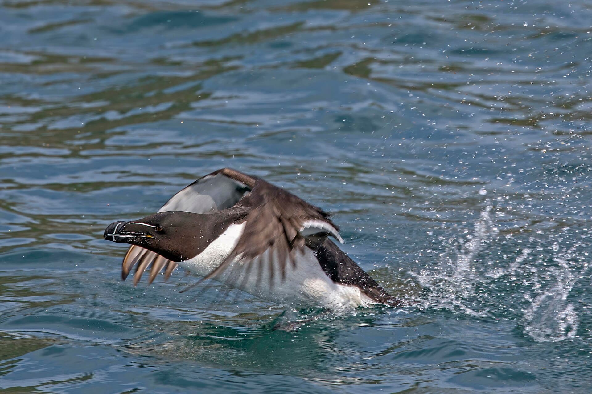 Alk (Alca torda) - Razorbill (Alca torda) taking off