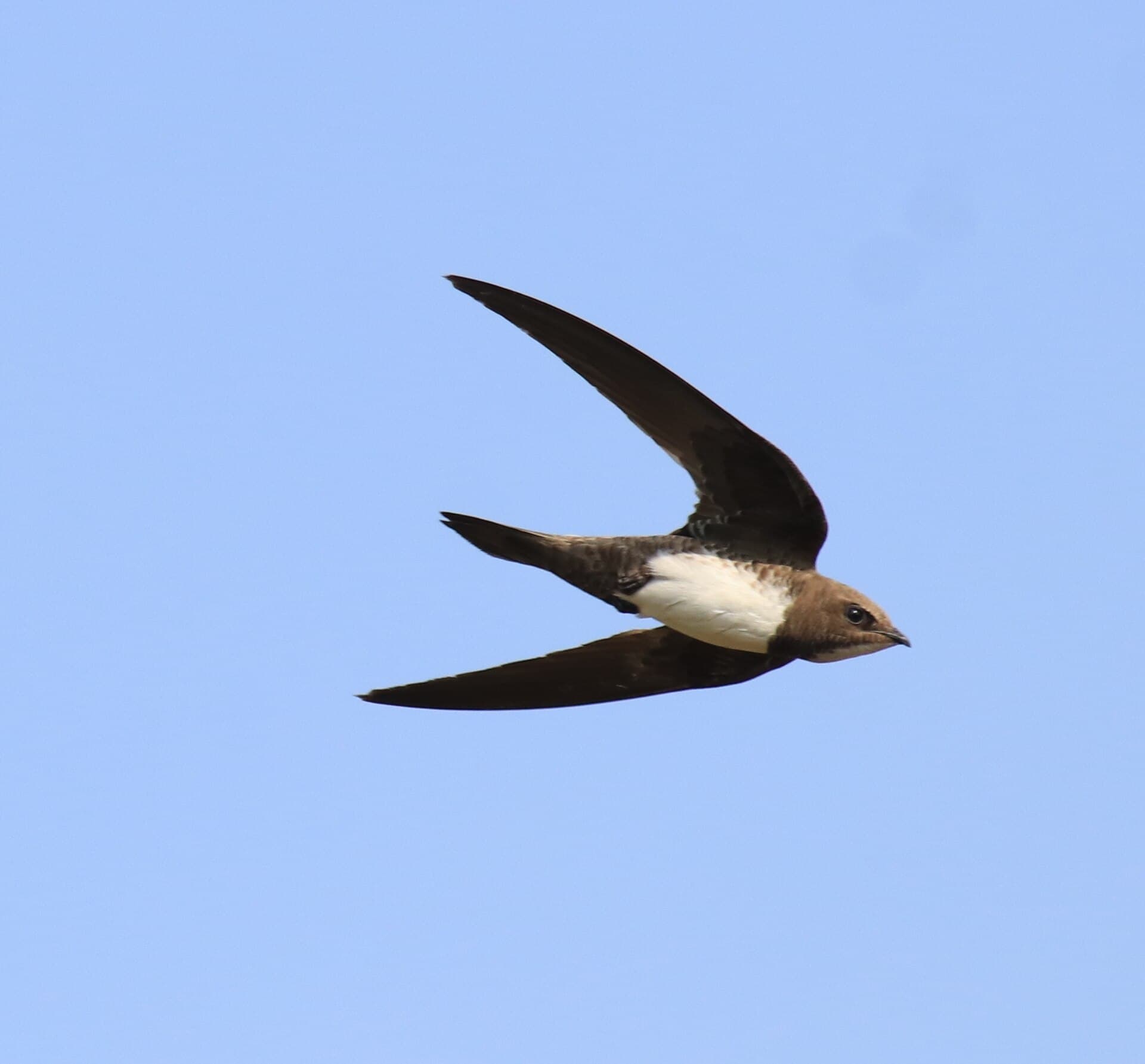 Alpengierzwaluw (Tachymarptis melba) - Alpine swift at kattampally