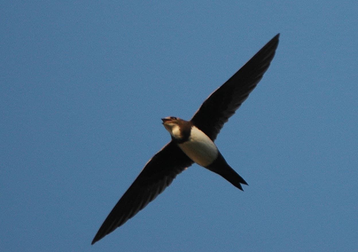 Alpengierzwaluw (Tachymarptis melba) - Tachymarptis melba in flight