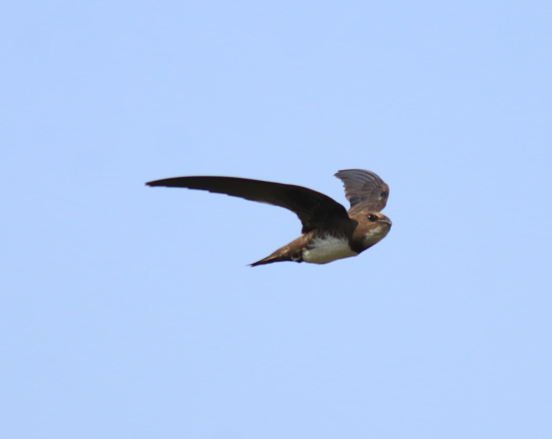 Alpengierzwaluw (Tachymarptis melba) - Alpine Swift 8