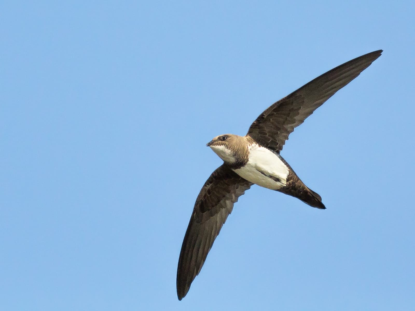 Alpengierzwaluw (Tachymarptis melba) - Alpine Swift-2719
