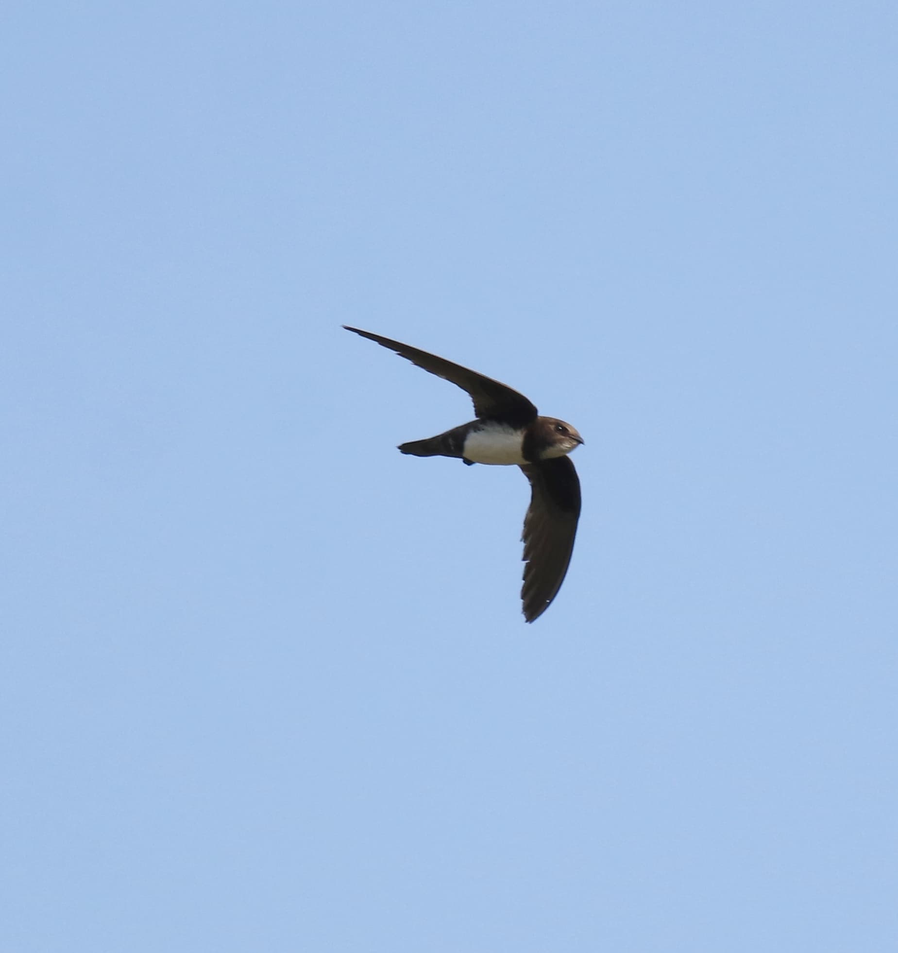 Alpengierzwaluw (Tachymarptis melba) - Alpine swift 11