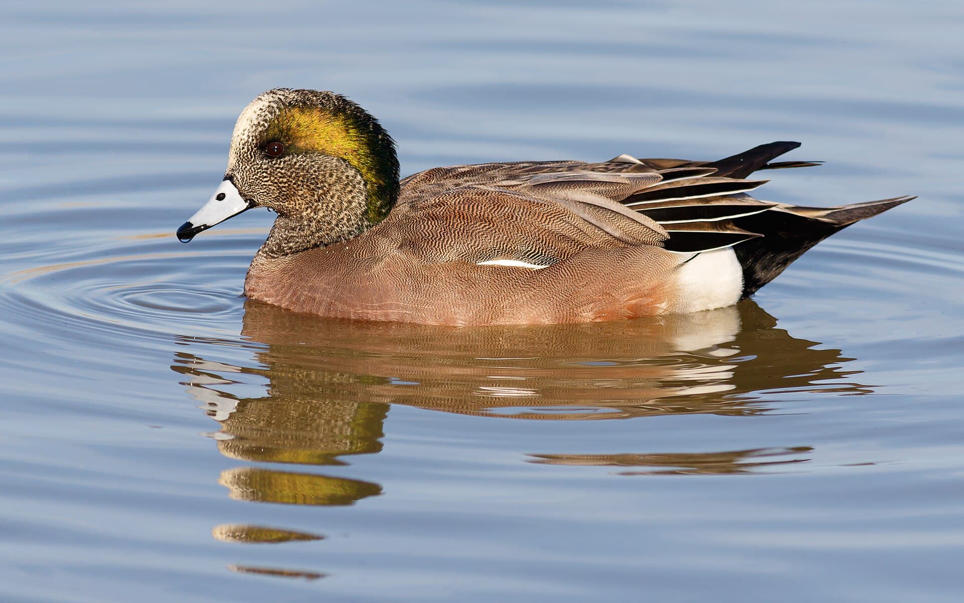 Amerikaanse Smient (Mareca americana) - Male american wigeon at Llano Seco
