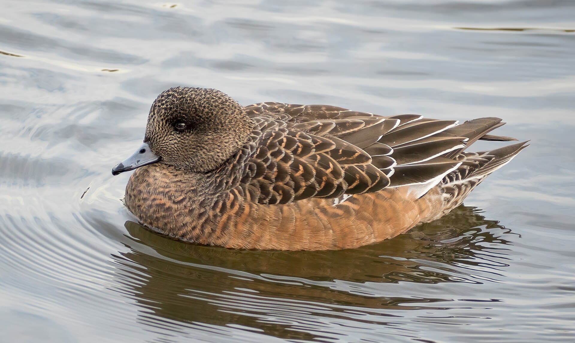 Amerikaanse Smient (Mareca americana) - American wigeon in Prospect Park (20600)