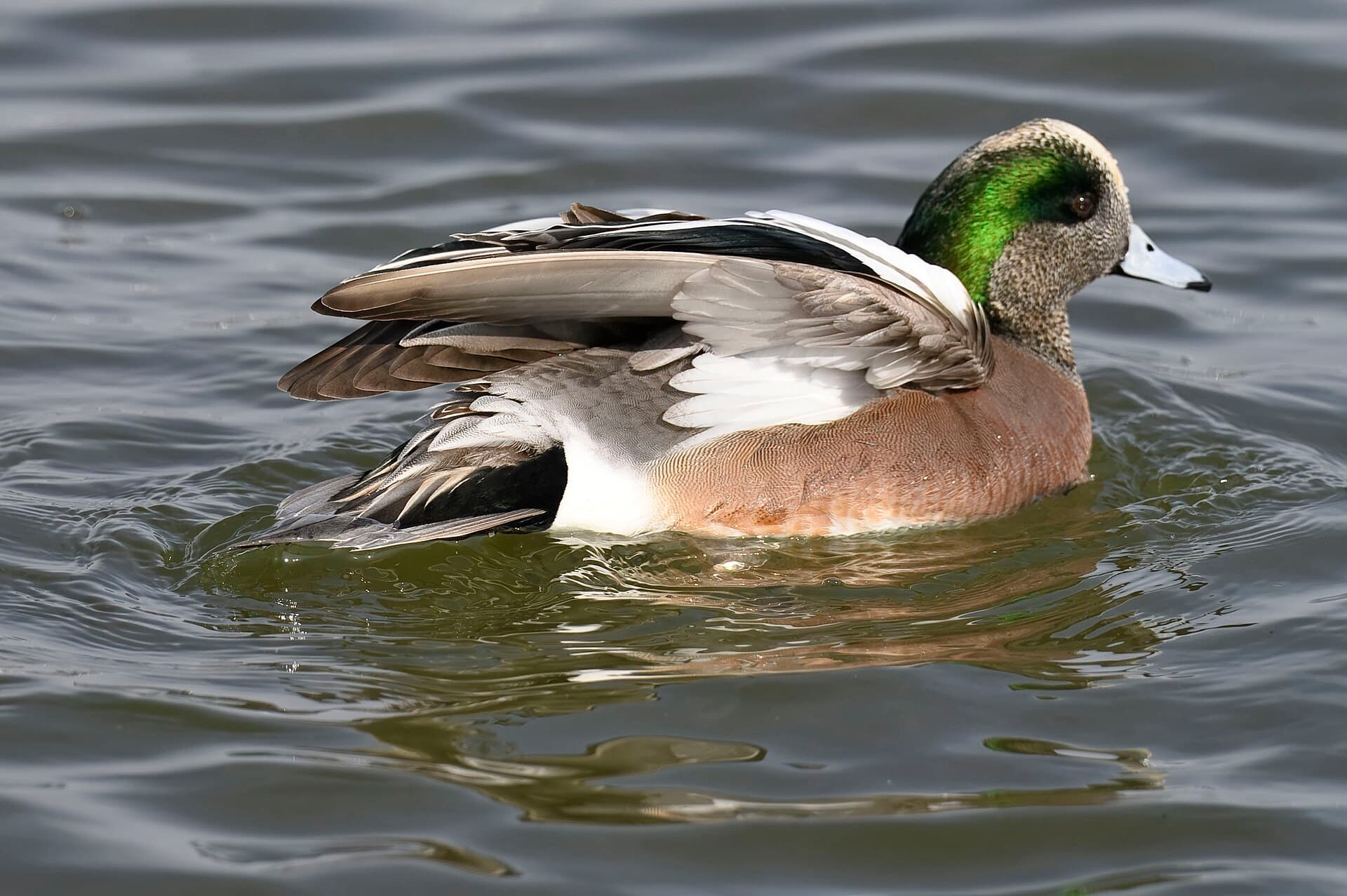 Amerikaanse Smient (Mareca americana) - American wigeon oakley street 2.2.25 DSC 3964-topaz-rawdenoise
