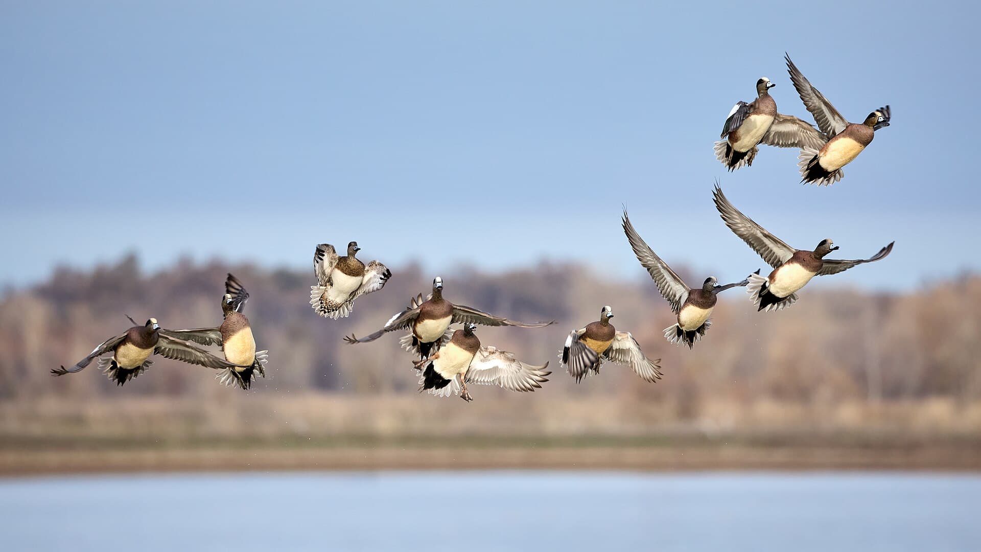 Amerikaanse Smient (Mareca americana) - Flock of American wigeons in flight at Llano Seco (2023)-104A0879