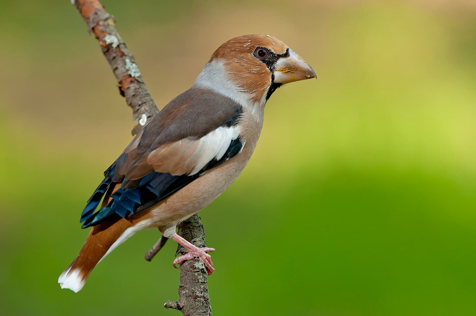 Appelvink (Coccothraustes coccothraustes) - Coccothraustes coccothraustes костогриз