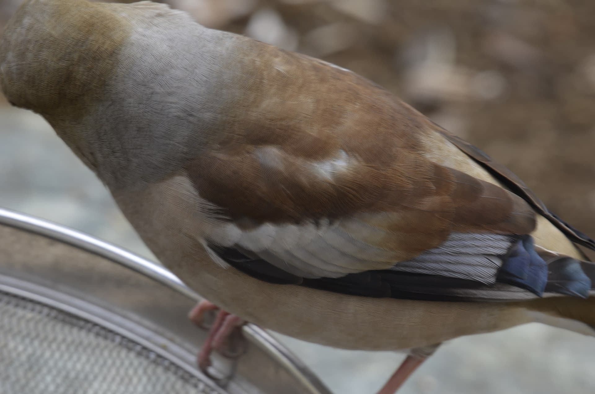 Appelvink (Coccothraustes coccothraustes) - シメ（鴲）：鳥：雌：餌台のヒマワリを食べに来ました。１