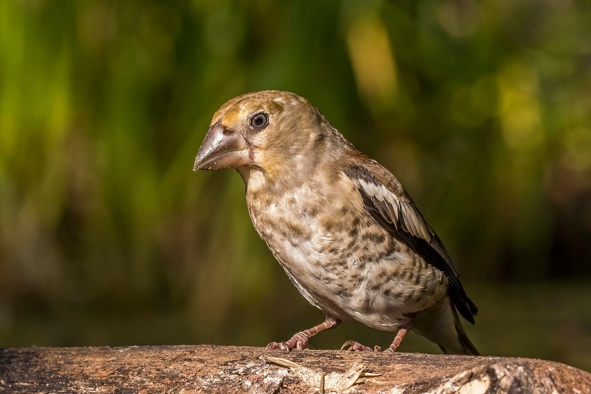 Appelvink (Coccothraustes coccothraustes) - Hawfinch (Coccothraustes coccothraustes) juvenile 2
