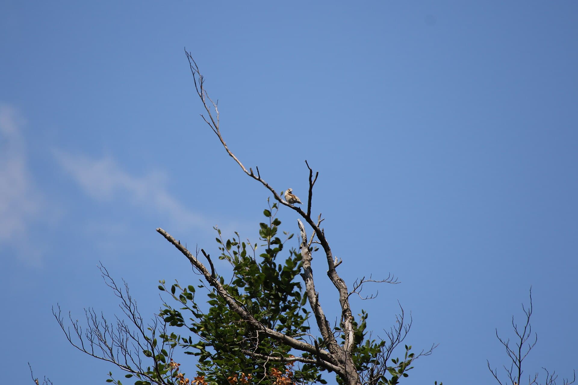 Appelvink (Coccothraustes coccothraustes) - Coccothraustes coccothraustes1236
