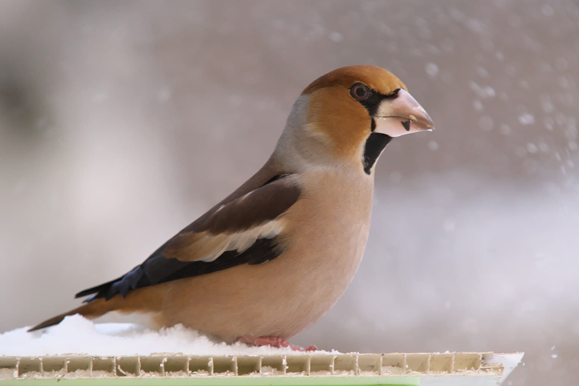 Appelvink (Coccothraustes coccothraustes) - Hawfinch (Coccothraustes coccothraustes) in Vitebsk 01