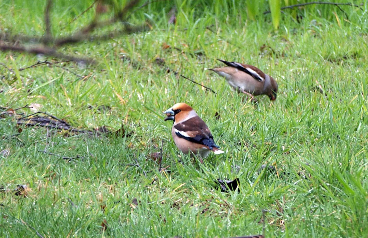 Appelvink (Coccothraustes coccothraustes) - Coccothraustes coccothraustes à Melesse