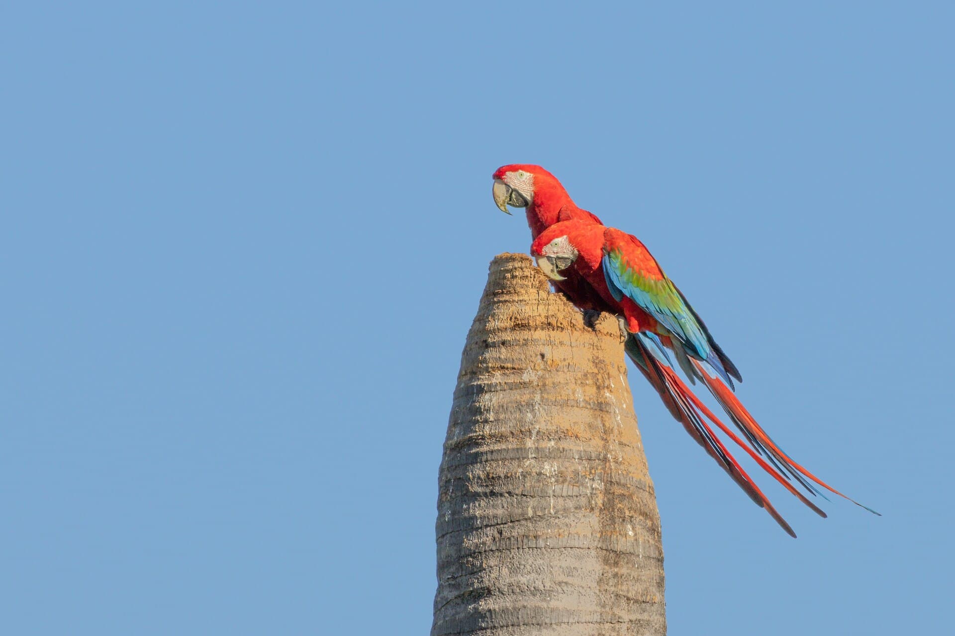 Ara chloropterus (Ara chloropterus) - Red-and-green Macaw, Arinos, BR-MG, BR imported from iNaturalist photo 538934758