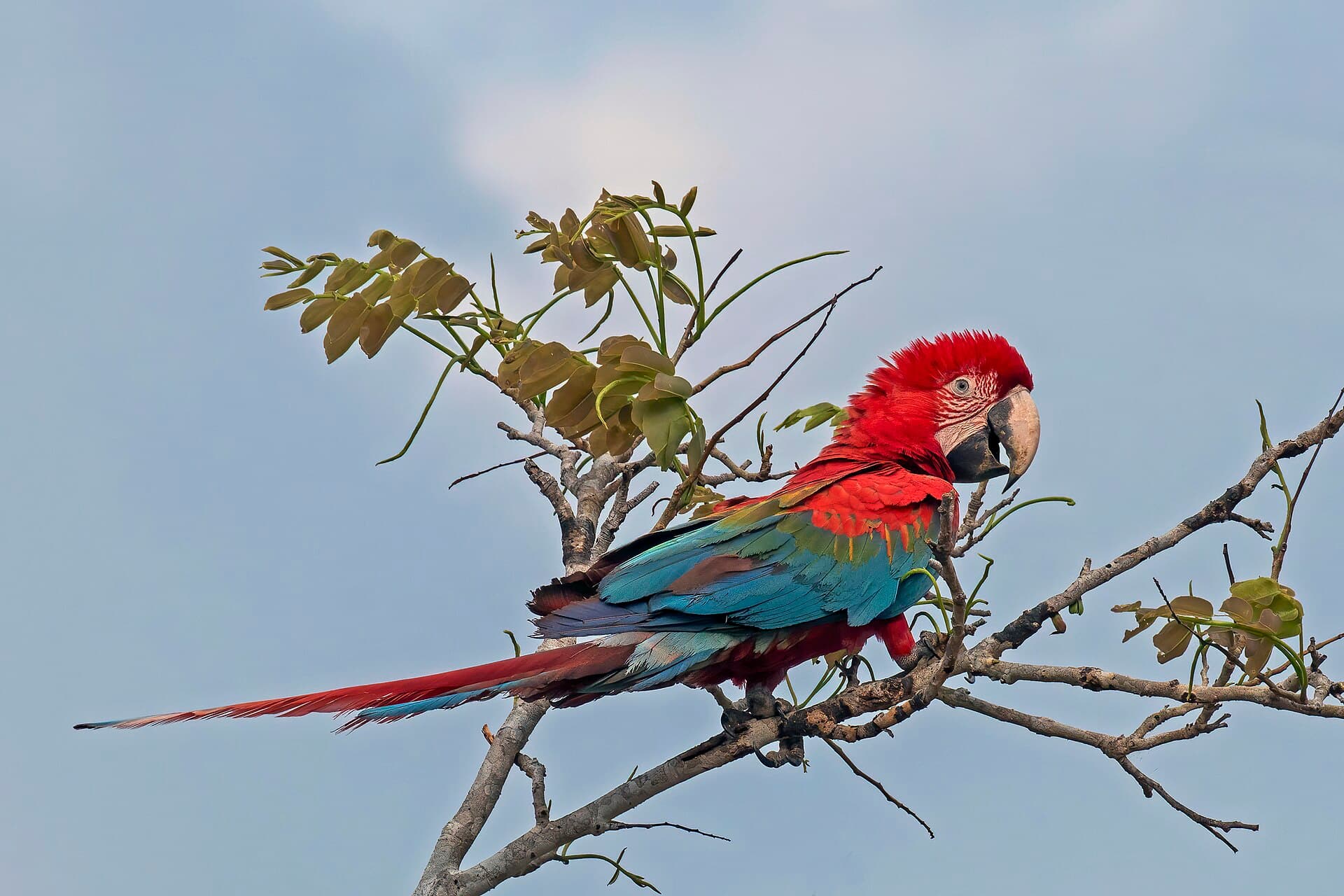 Ara chloropterus (Ara chloropterus) - Red-and-green macaw (Ara chloropterus) juvenile