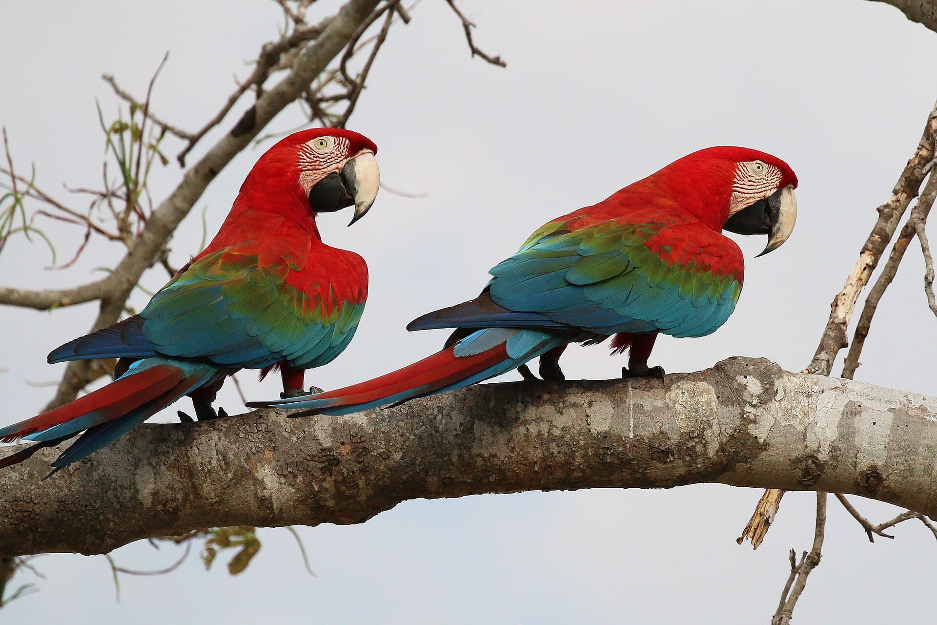 Ara chloropterus (Ara chloropterus) - Red-and-green macaws (Ara chloropterus)