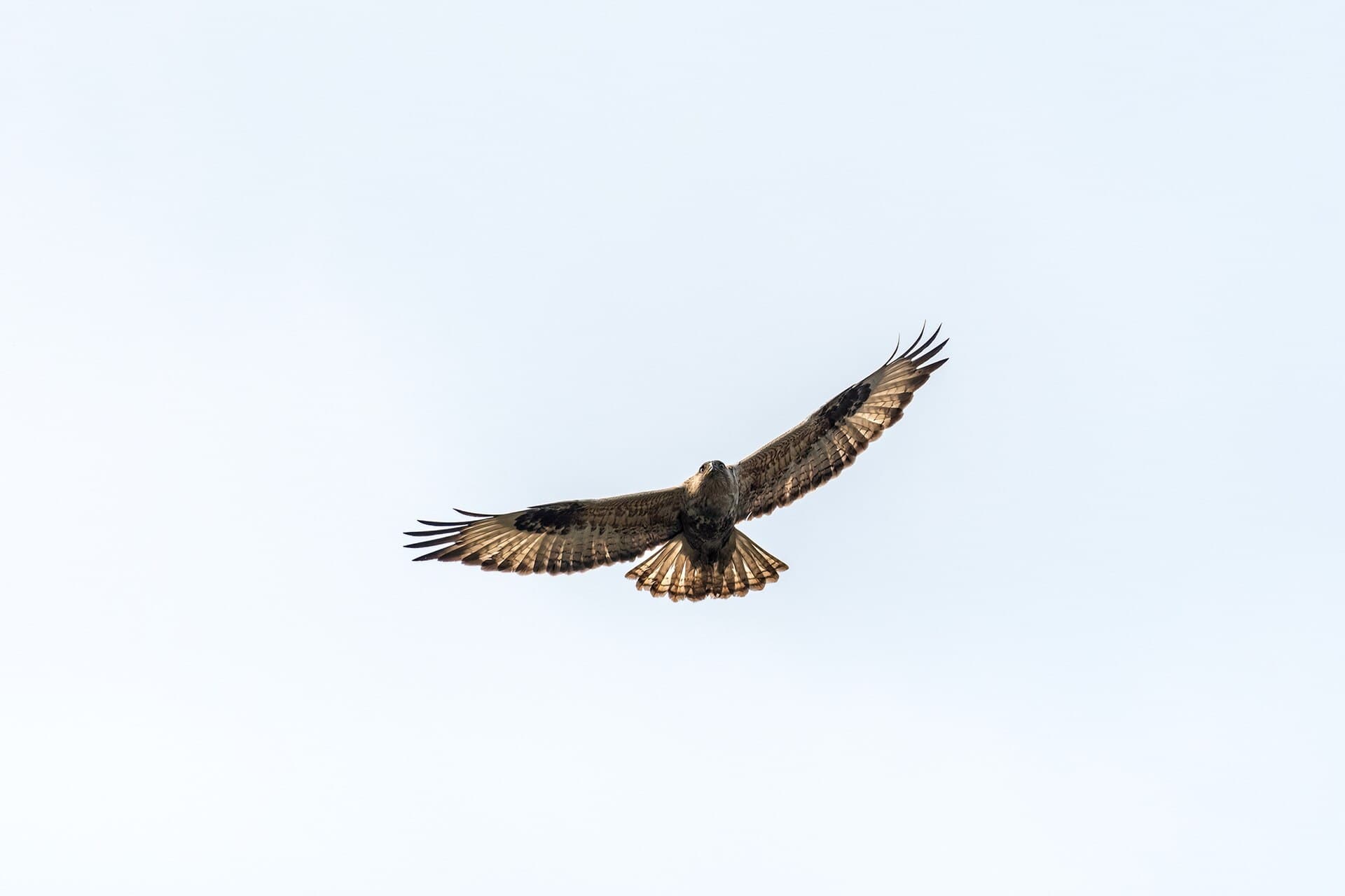 Arendbuizerd (Buteo rufinus) - Long-legged Buzzard लामखुट्टे श्येनबाज