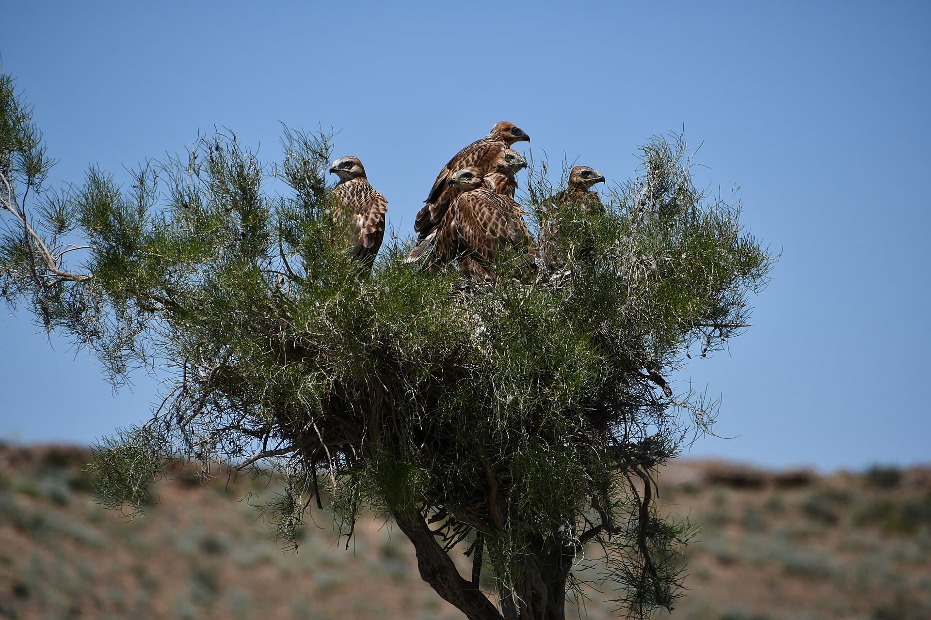 Arendbuizerd (Buteo rufinus) - Buteo rufinus in Kazakhstan2