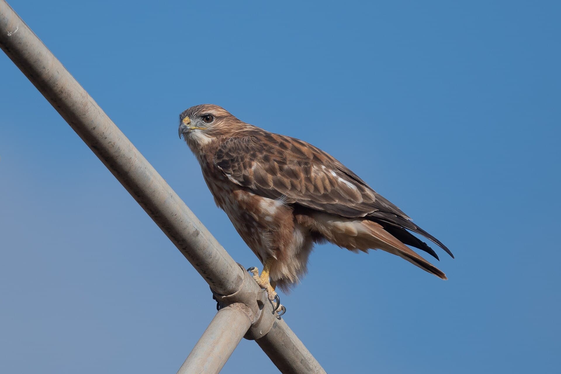 Arendbuizerd (Buteo rufinus) - Buse féroce PN Ichkeul