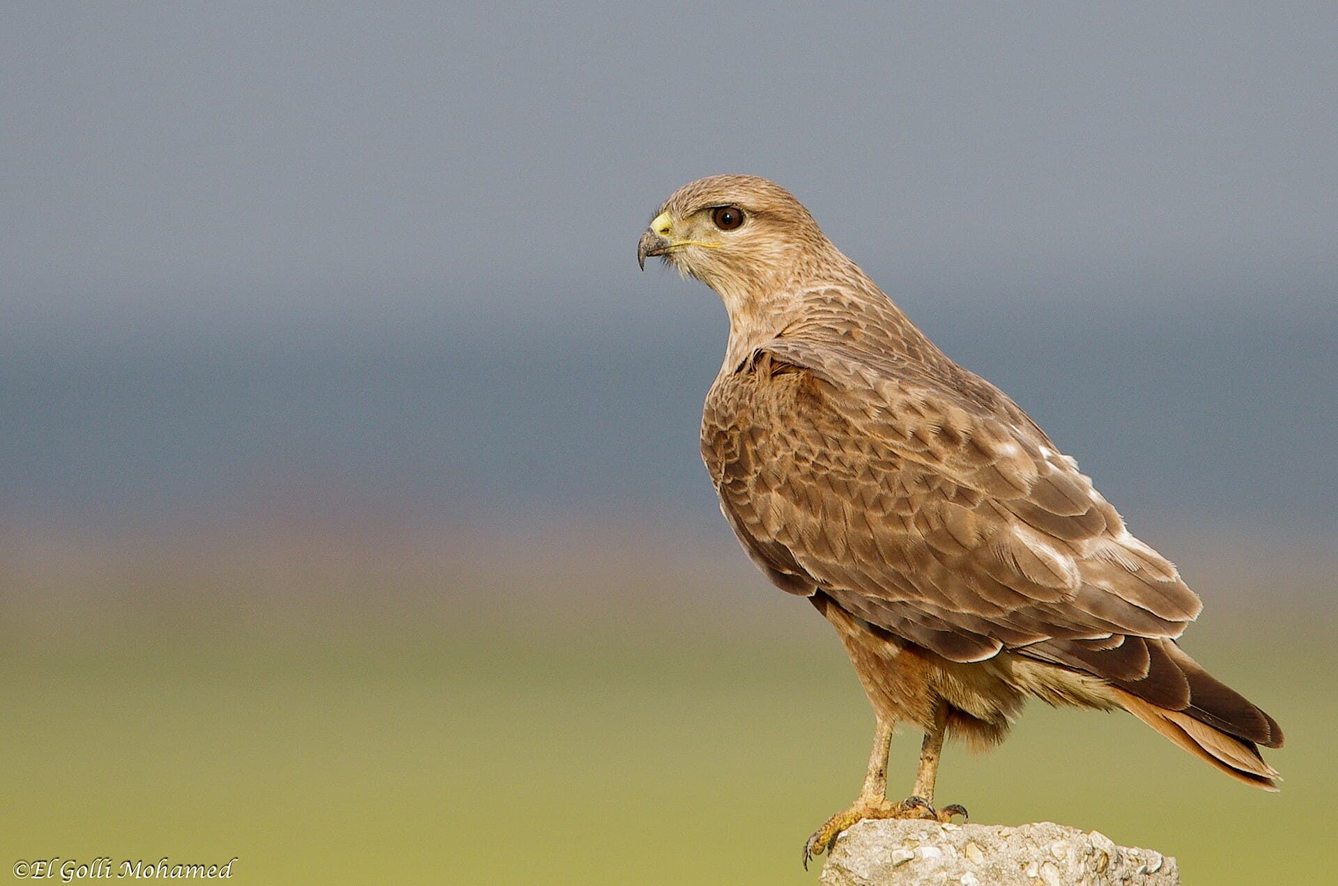 Arendbuizerd (Buteo rufinus) - Buse féroce0017 ichkeul©