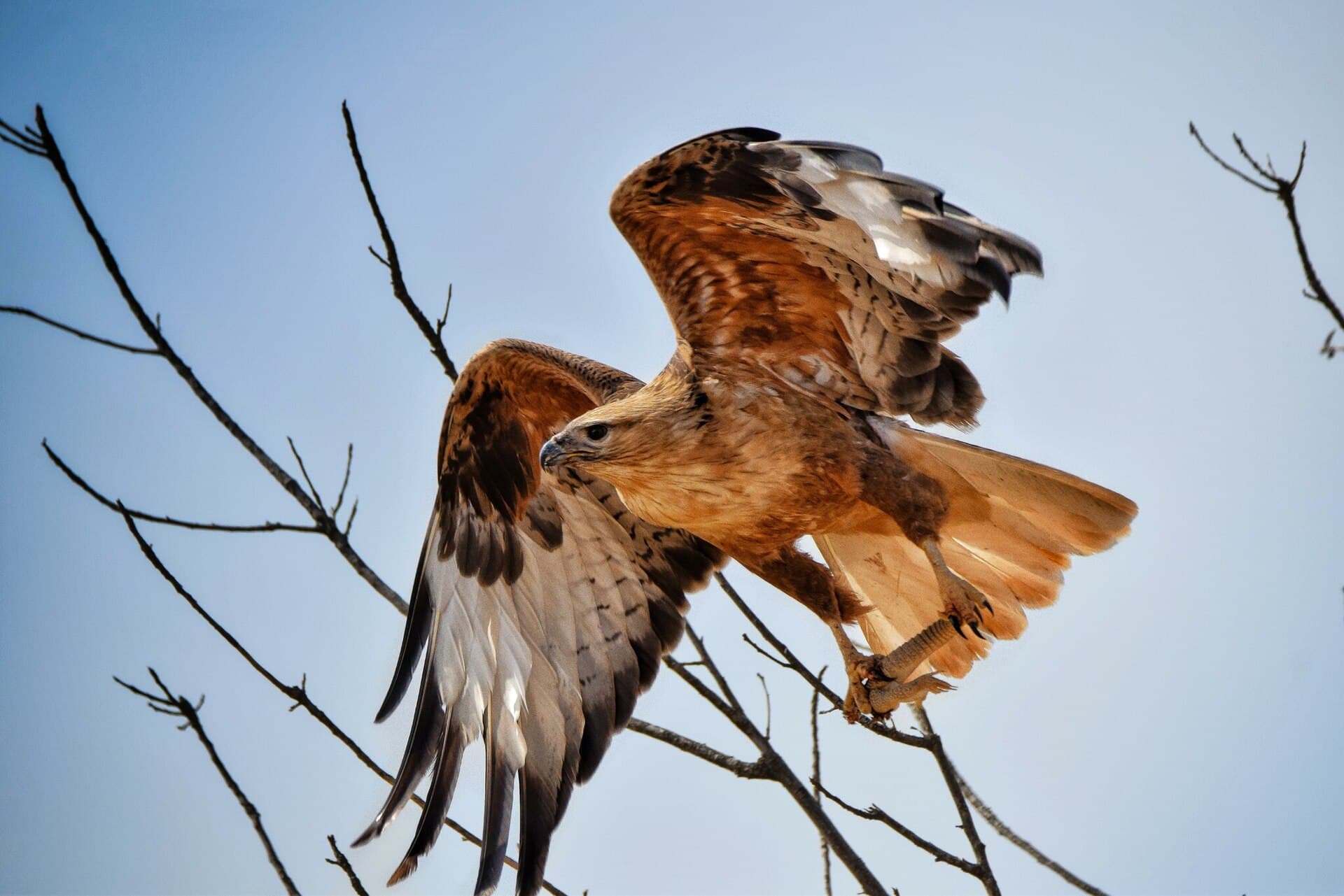 Arendbuizerd (Buteo rufinus) - Buteo rufinus 233584369
