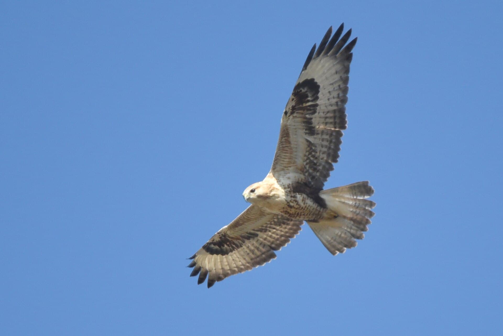 Arendbuizerd (Buteo rufinus) - Buteo rufinus 440918499